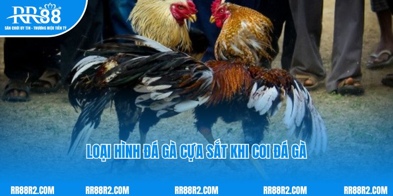 Loại hình đá gà cựa sắt khi coi đá gà