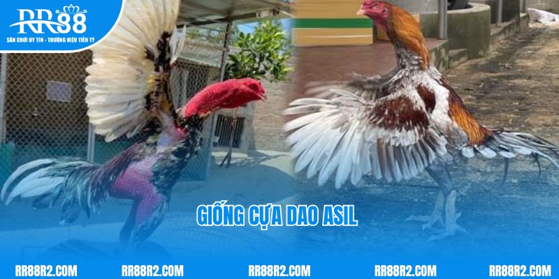 Giống cựa dao Asil