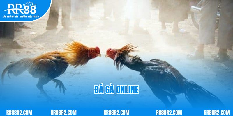 Đá Gà Online Là Gì? Cách Chơi Chắc Thắng Tại RR88 Mới Nhất