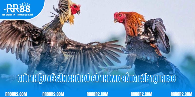 Giới thiệu về sân chơi đá gà thomo đẳng cấp tại RR88